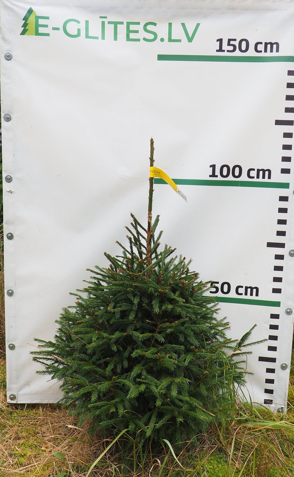 Egle 13H23, garums 1.00m