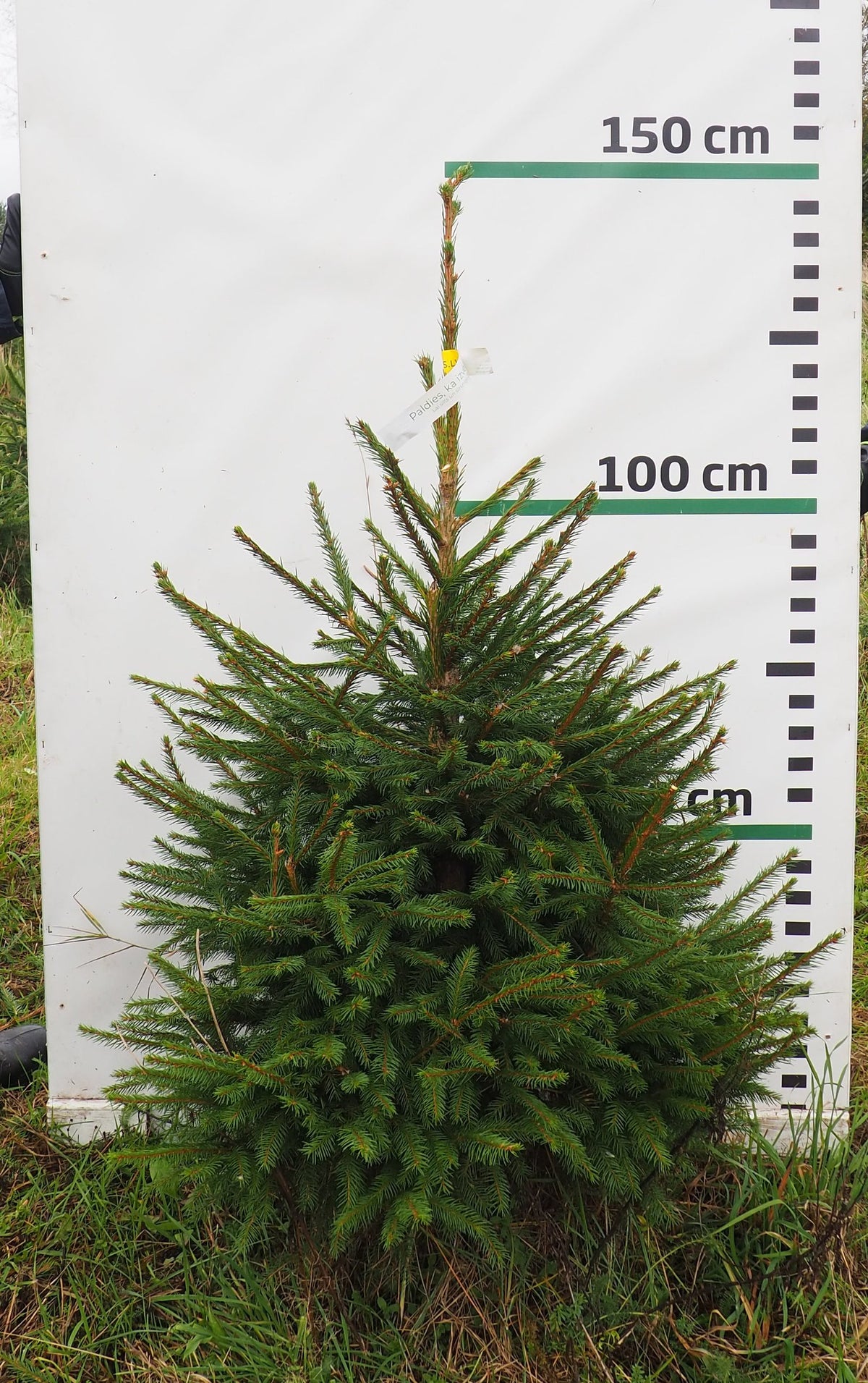 Egle 13J30, garums 1.25m