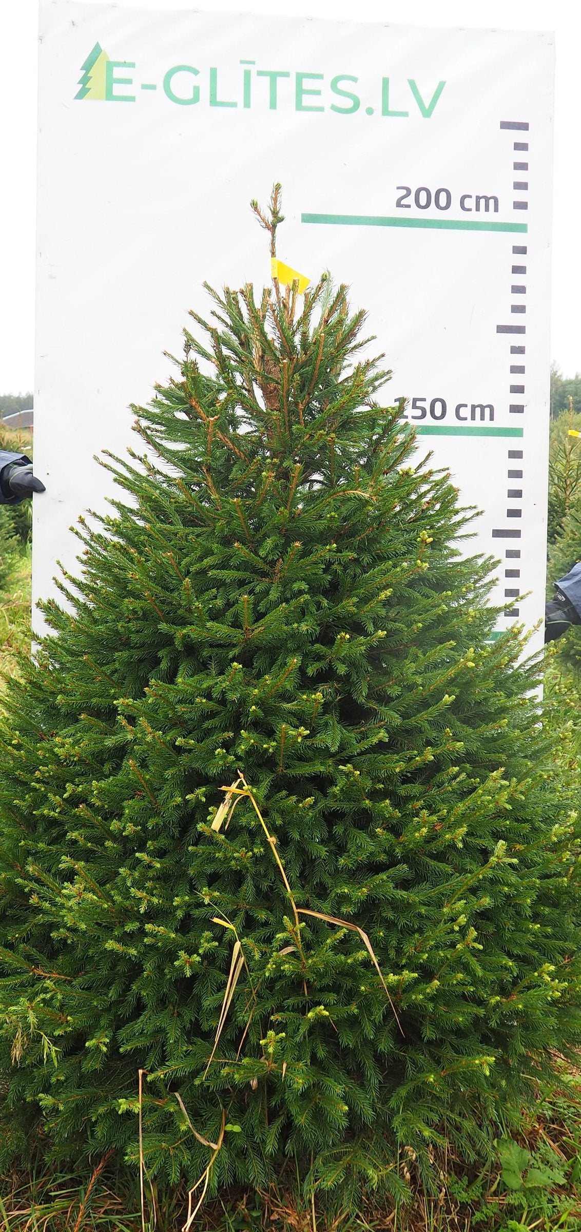Egle 13K93, garums 1.75m