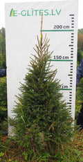 Egle 13K94, garums 2.00m