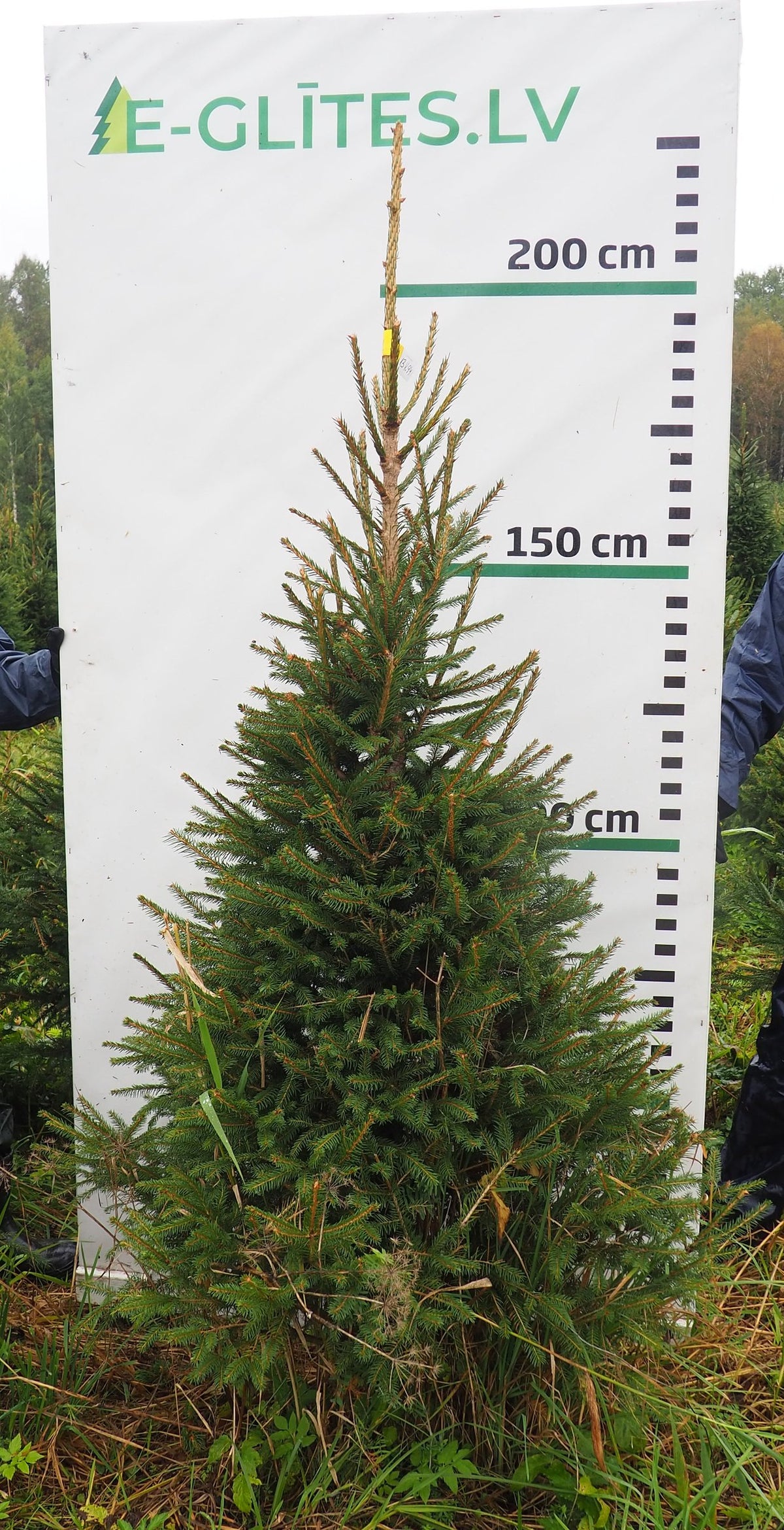 Egle 13K94, garums 2.00m