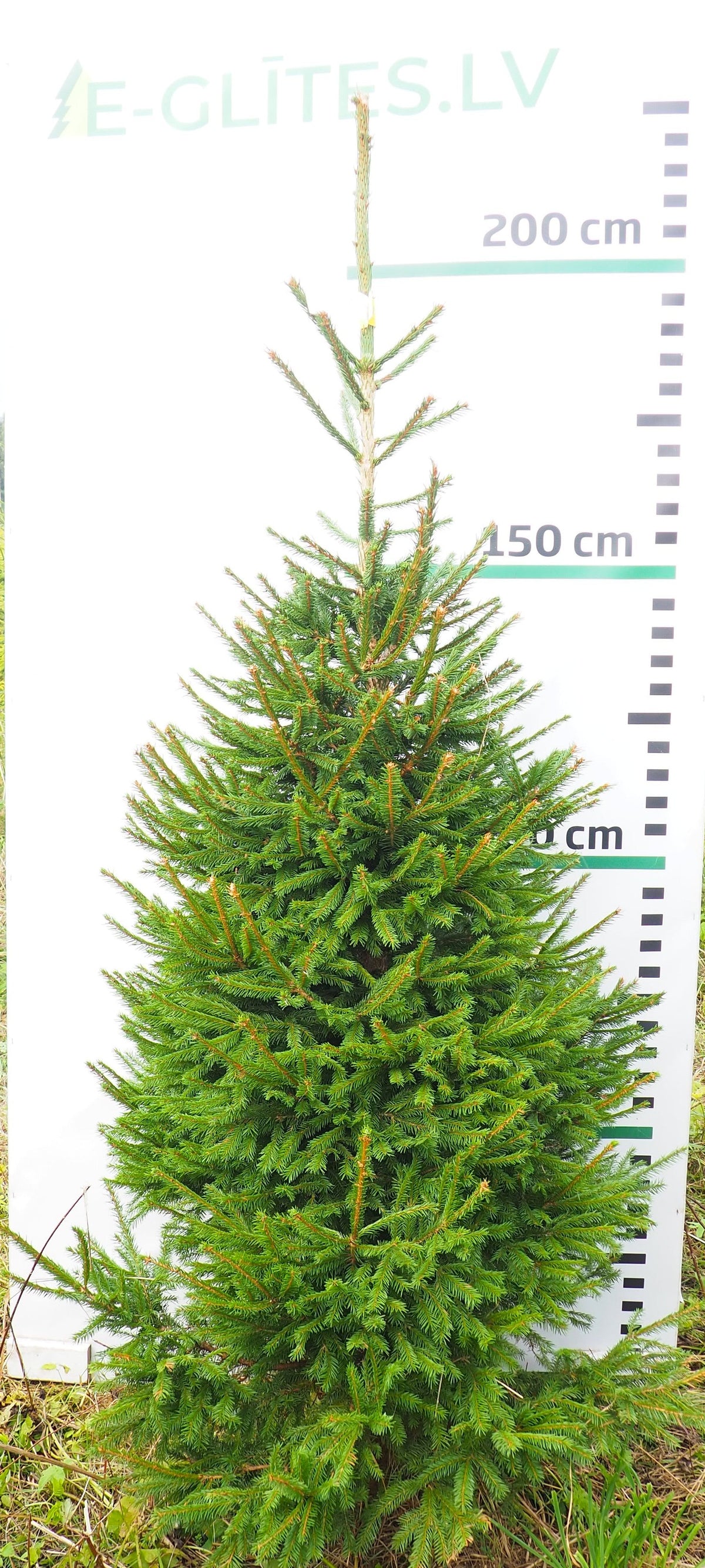 Egle 13L111