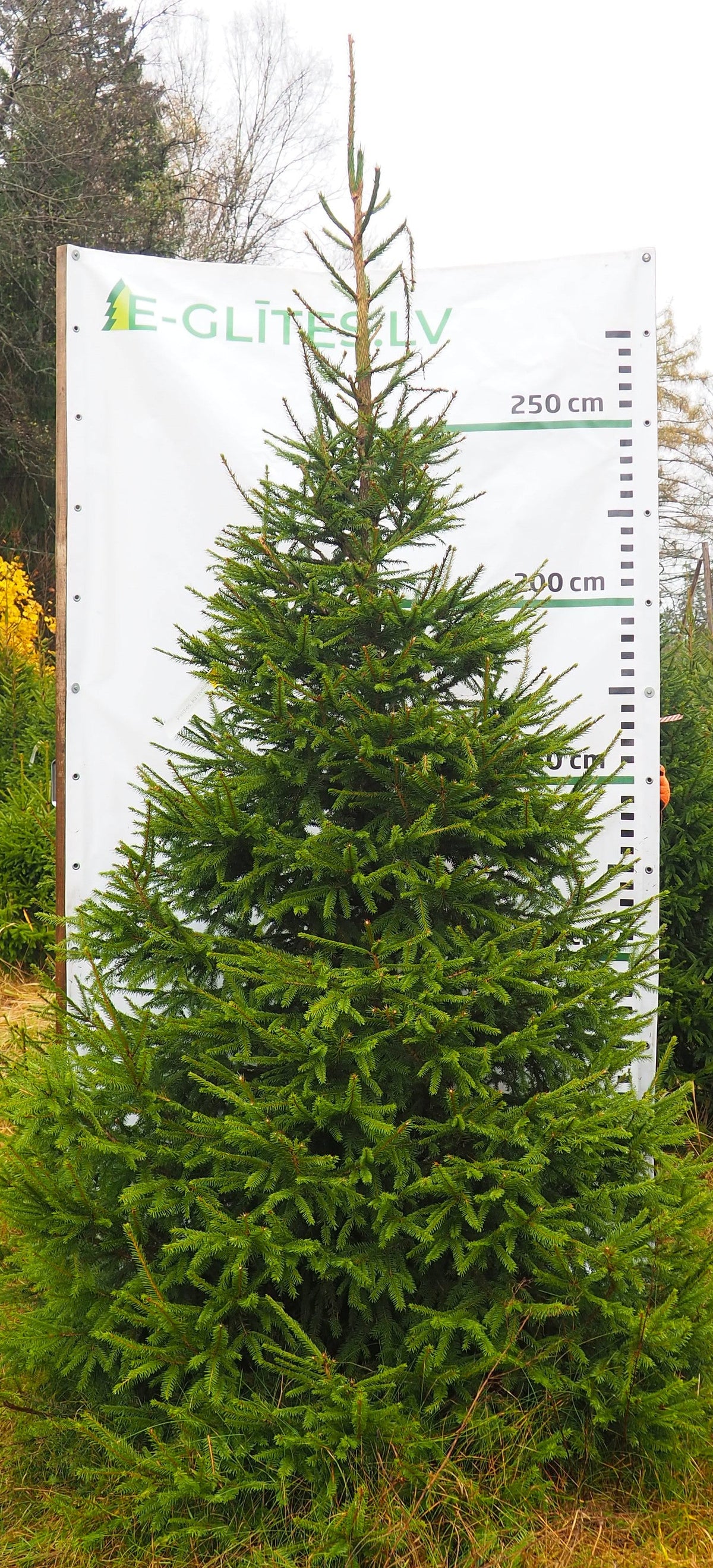 Egle 14D36