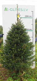 Egle 14K90, garums 2.25m