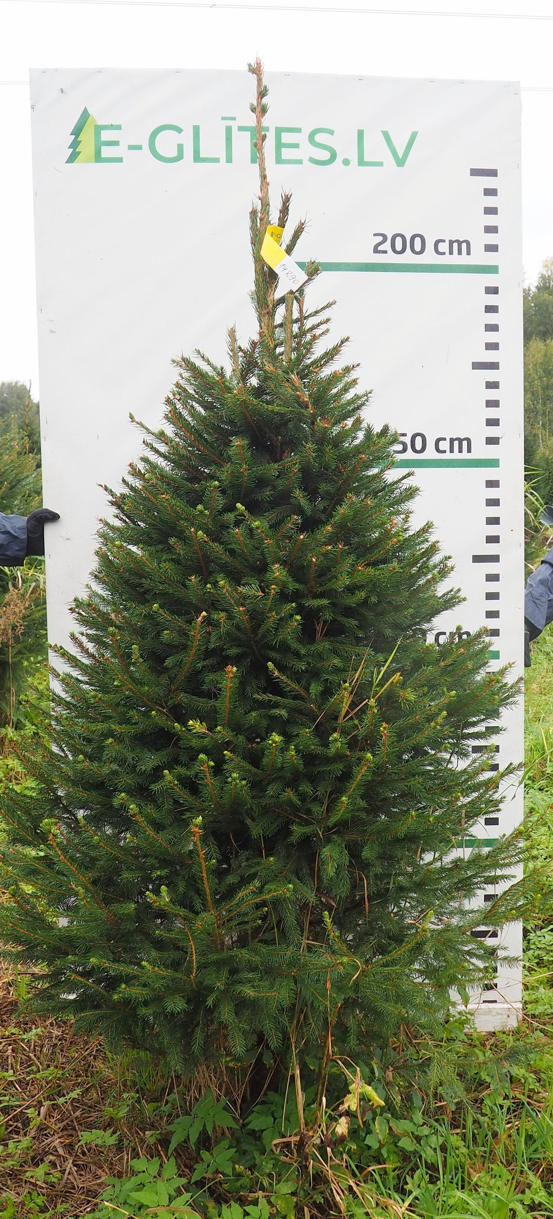 Egle 14K90, garums 2.25m