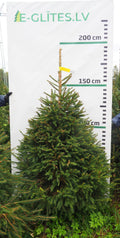 Egle 14K91, garums 1.75m
