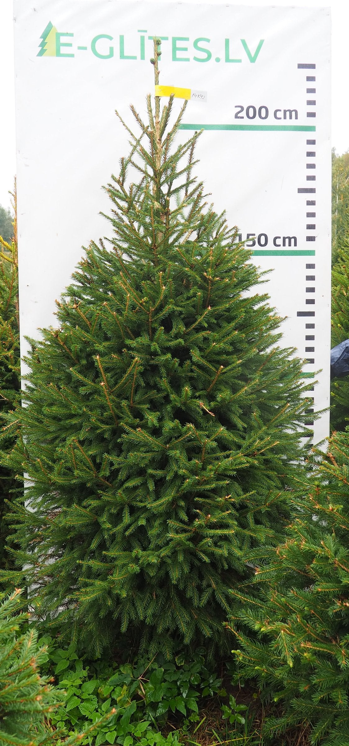 Egle 14K92, garums 2.00m
