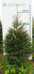 Egle 14K97, garums 2.00m