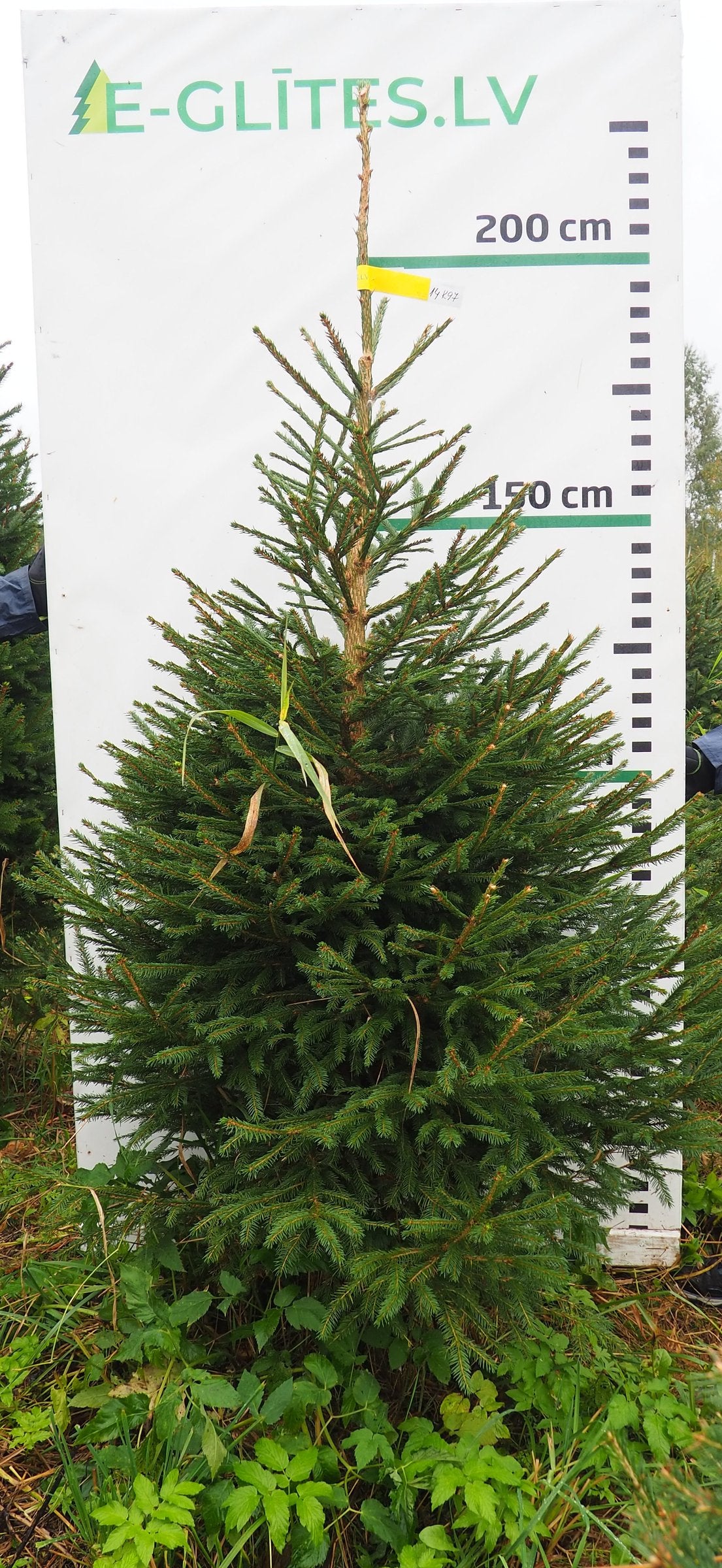 Egle 14K97, garums 2.00m