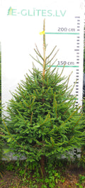 Egle 14L104