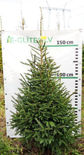 Egle 14L46, garums 1.75m
