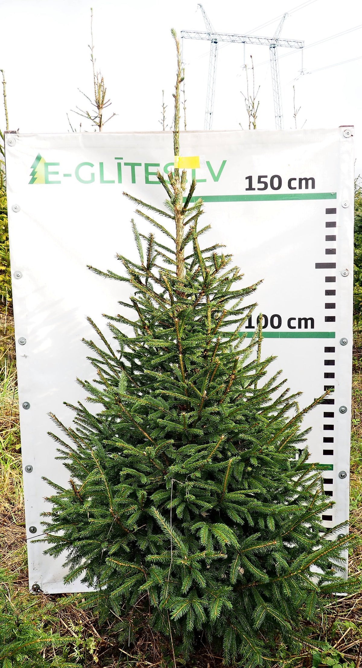 Egle 14L46, garums 1.75m