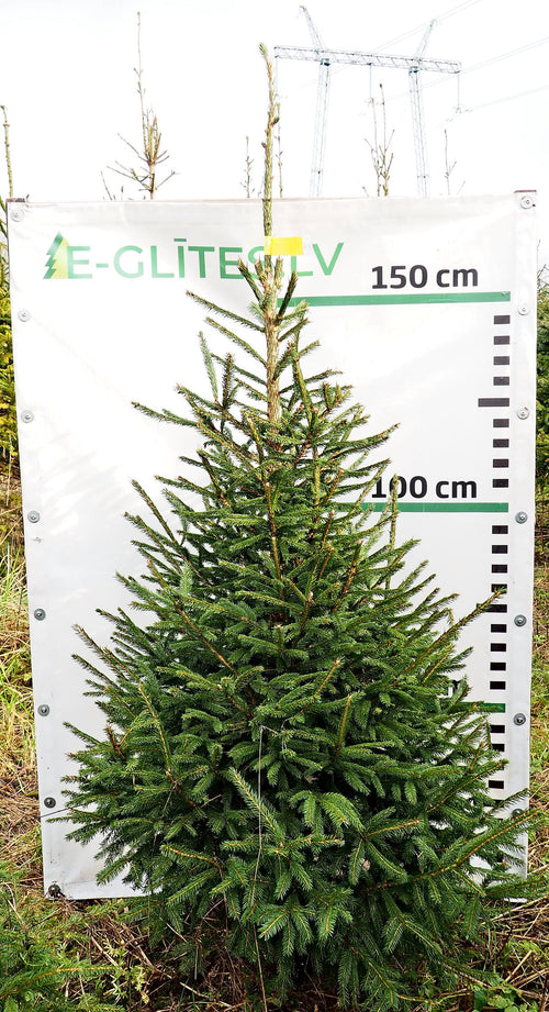 Egle 14L46, garums 1.75m