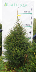 Egle 15K101, garums 2.00m