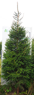 Egle 15L113