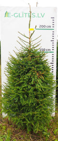 Egle 15L114