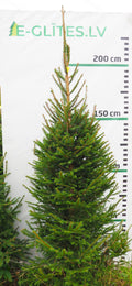 Egle 15L115