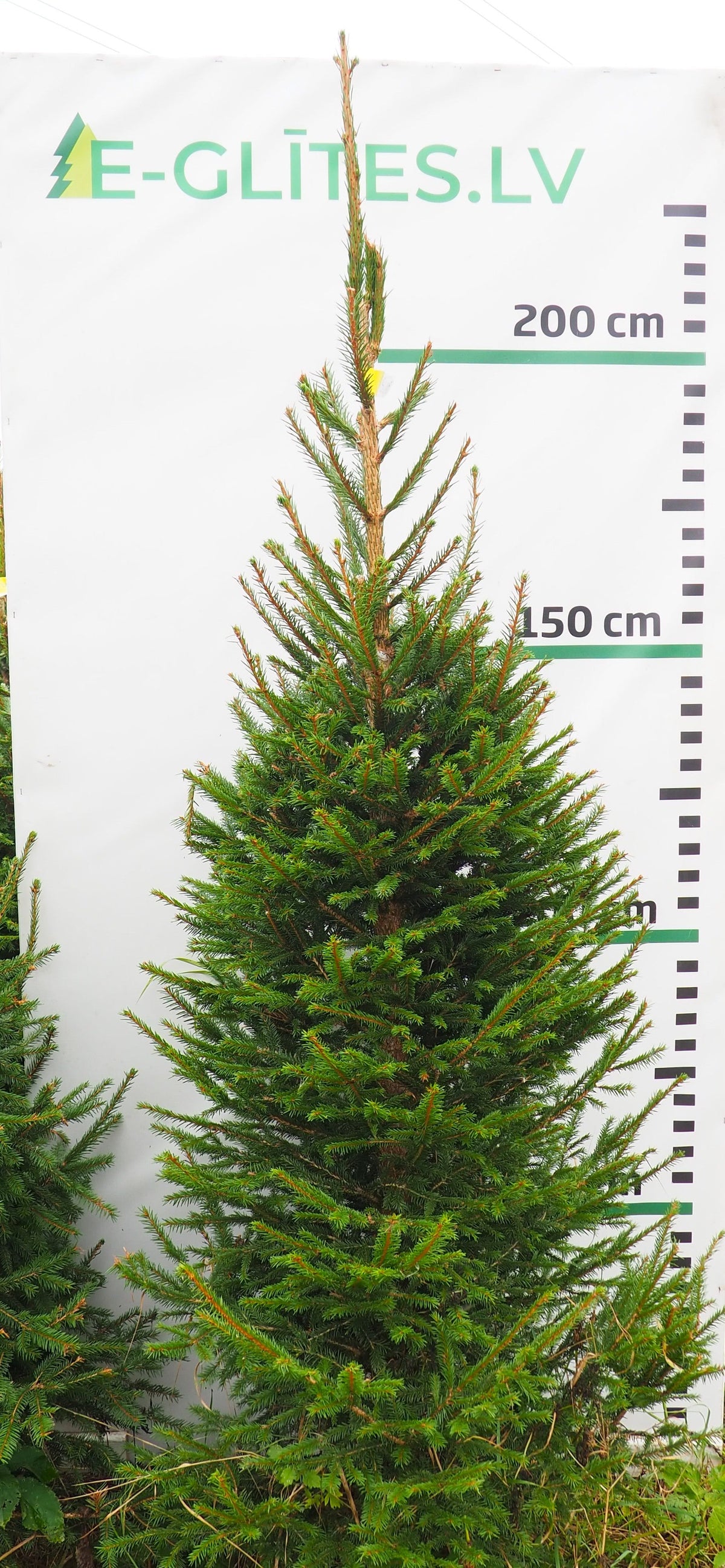 Egle 15L115
