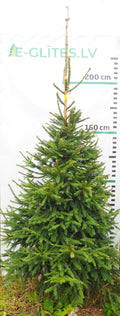 Egle 15L116
