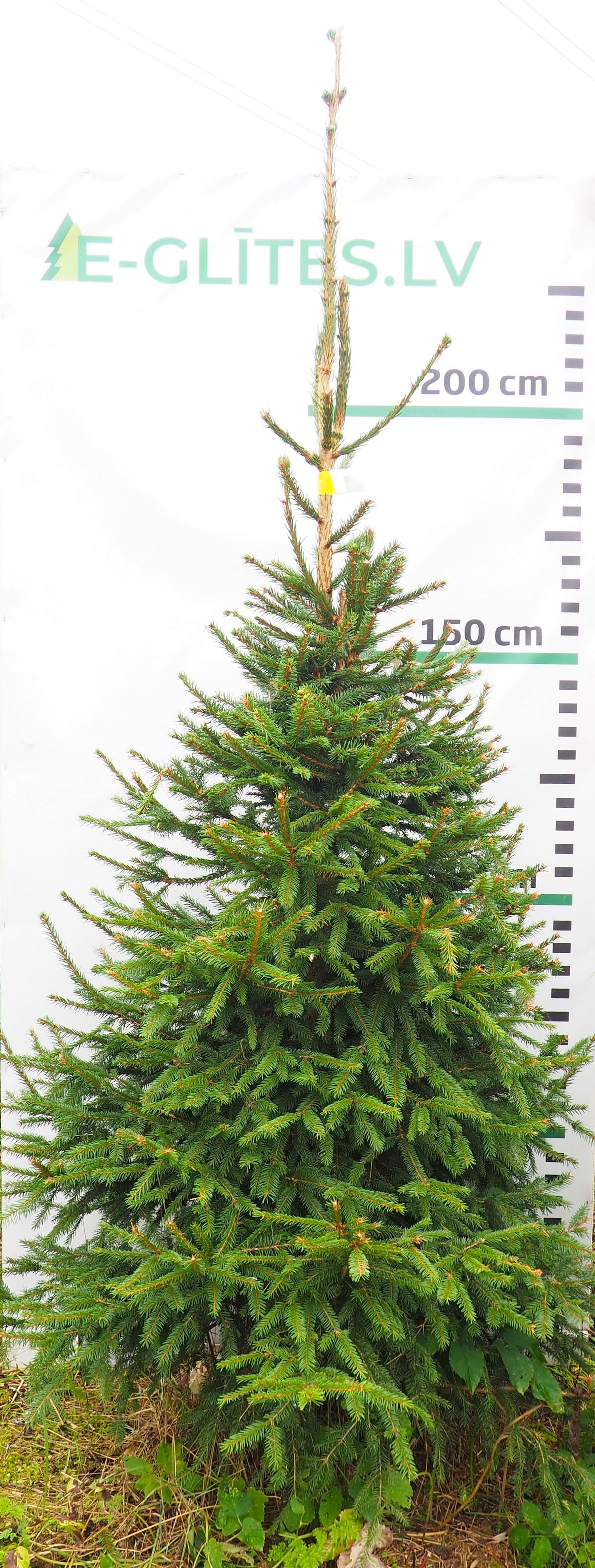 Egle 15L116