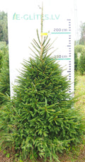 Egle 15L123