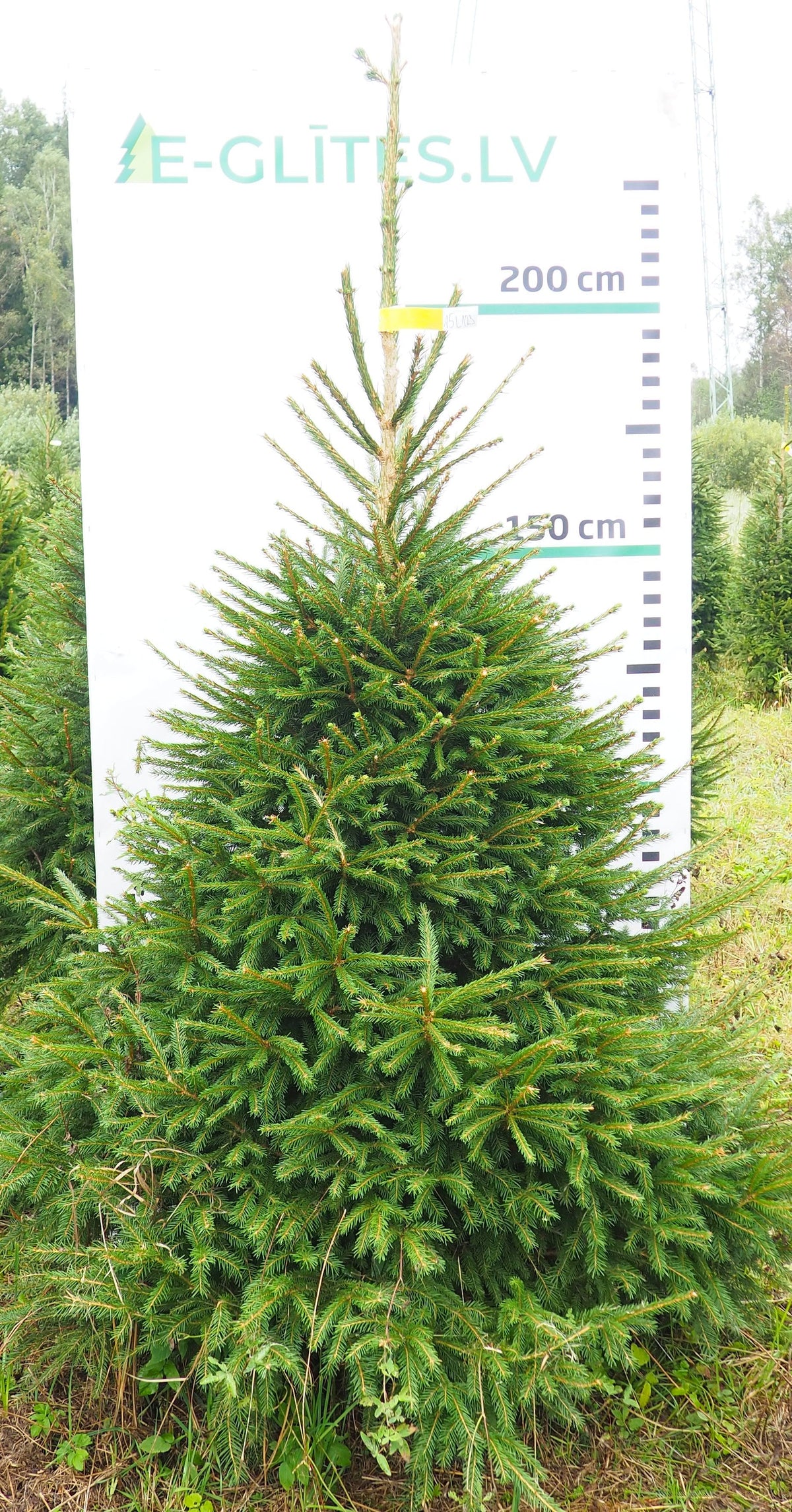Egle 15L123