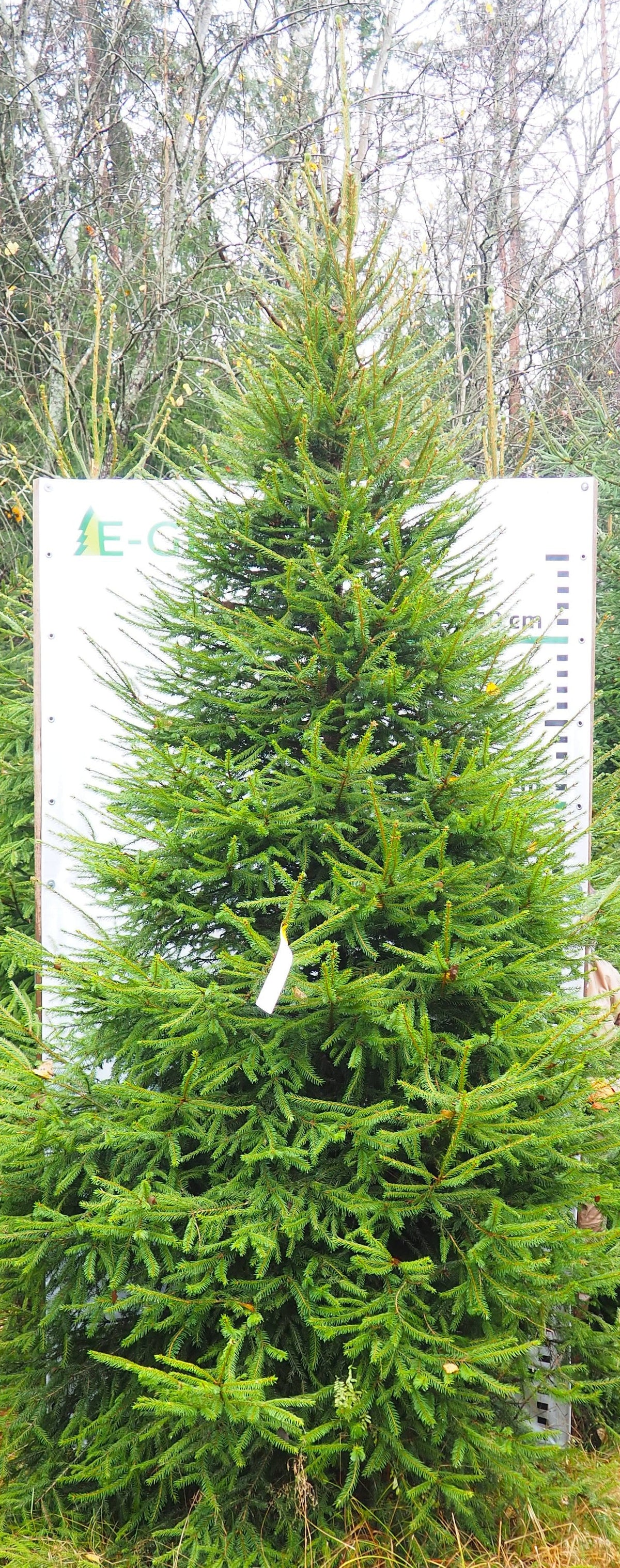 Egle 16D31