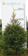Egle 16K102, garums 2.00m