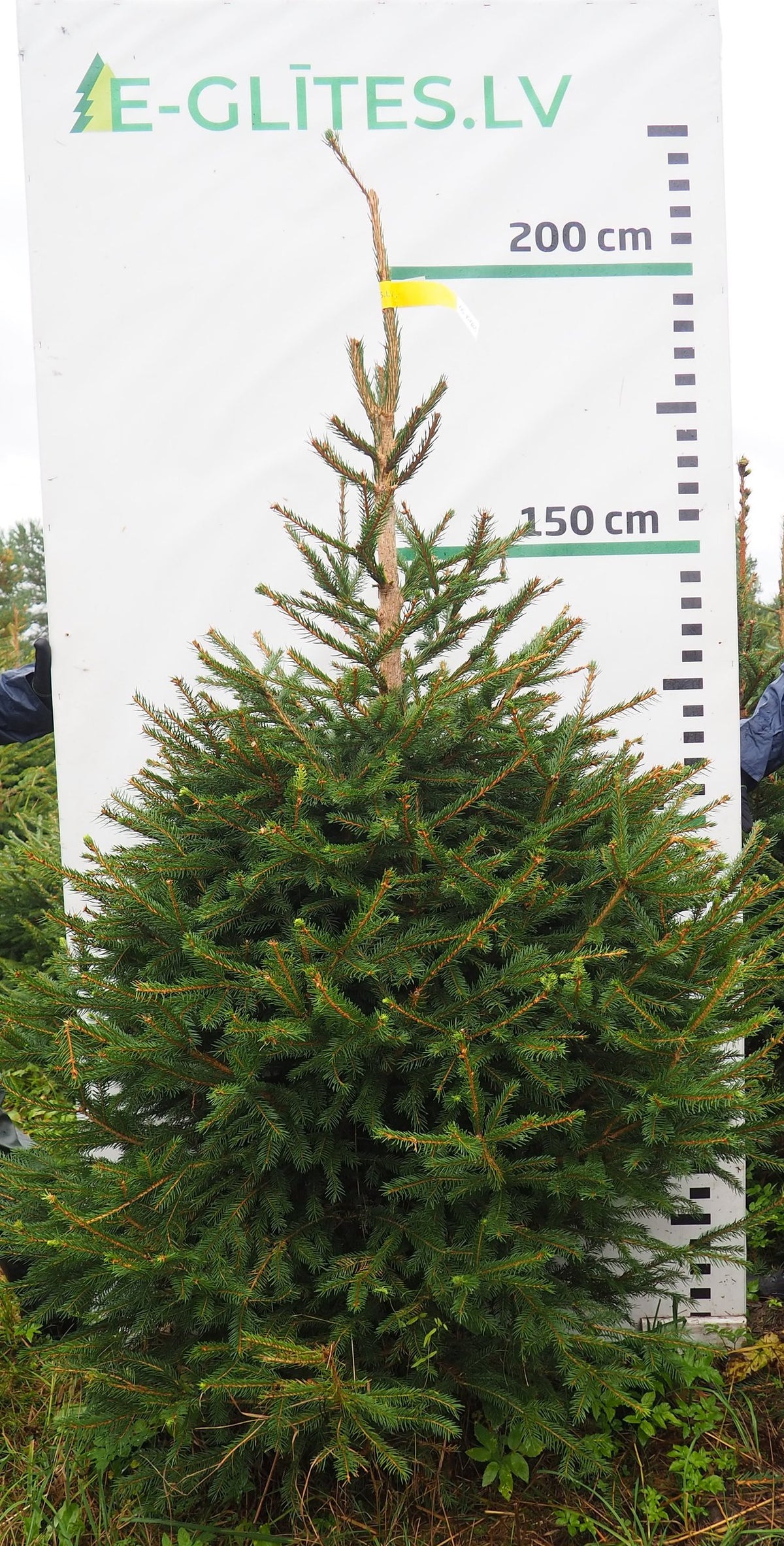 Egle 16K102, garums 2.00m