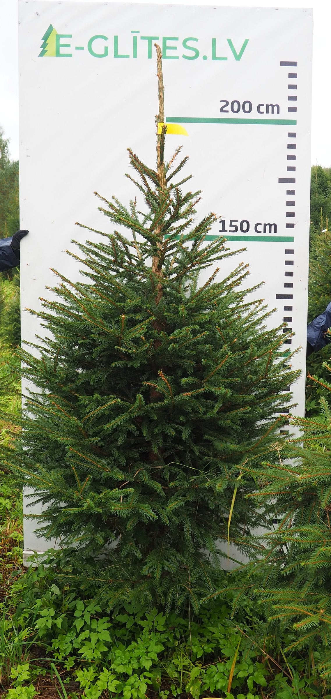Egle 16K104, garums 2.00m