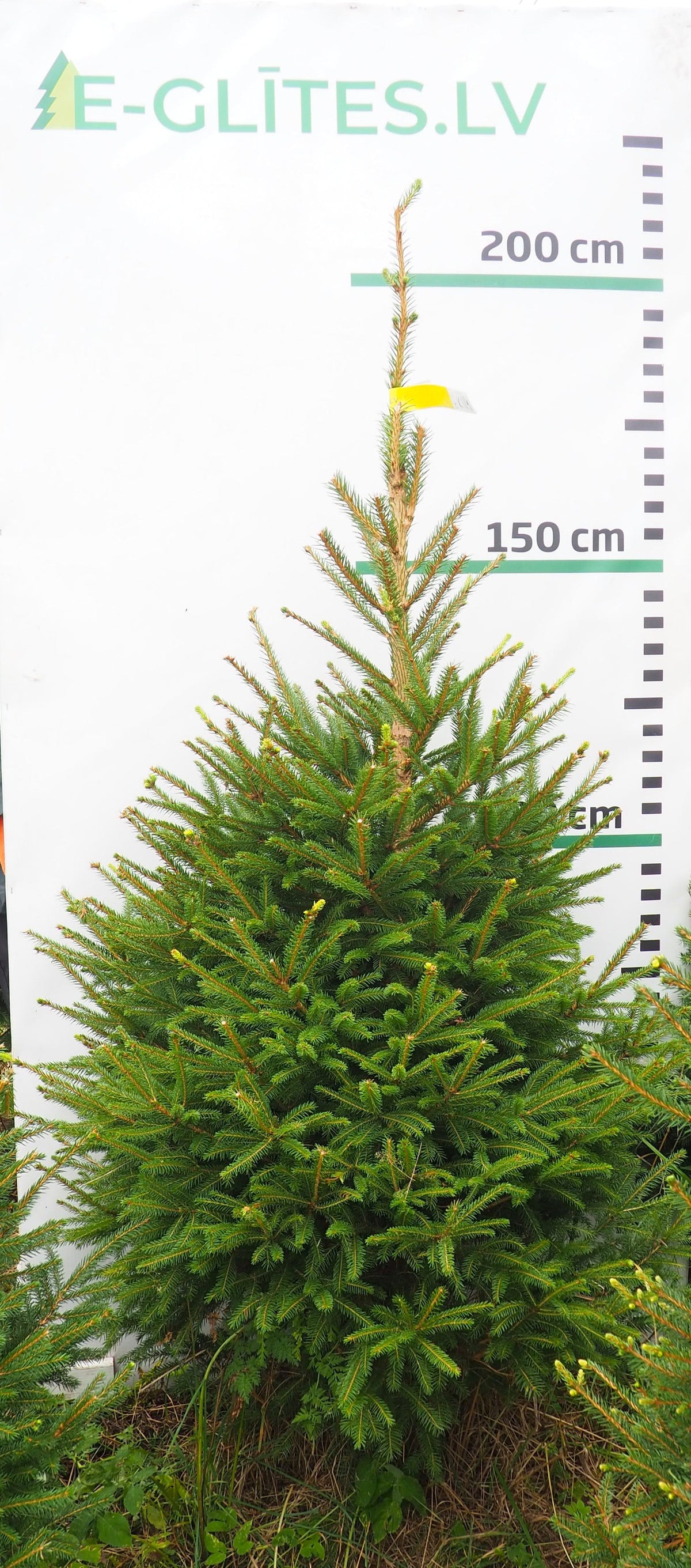Egle 16K114