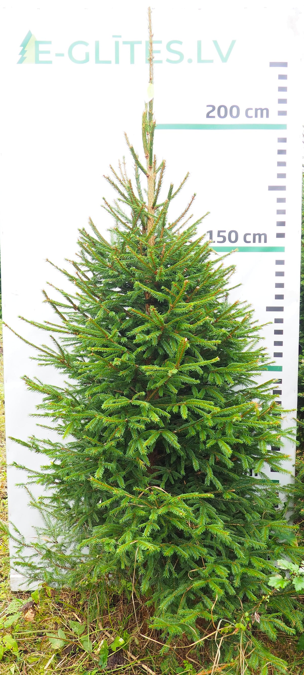 Egle 16L119