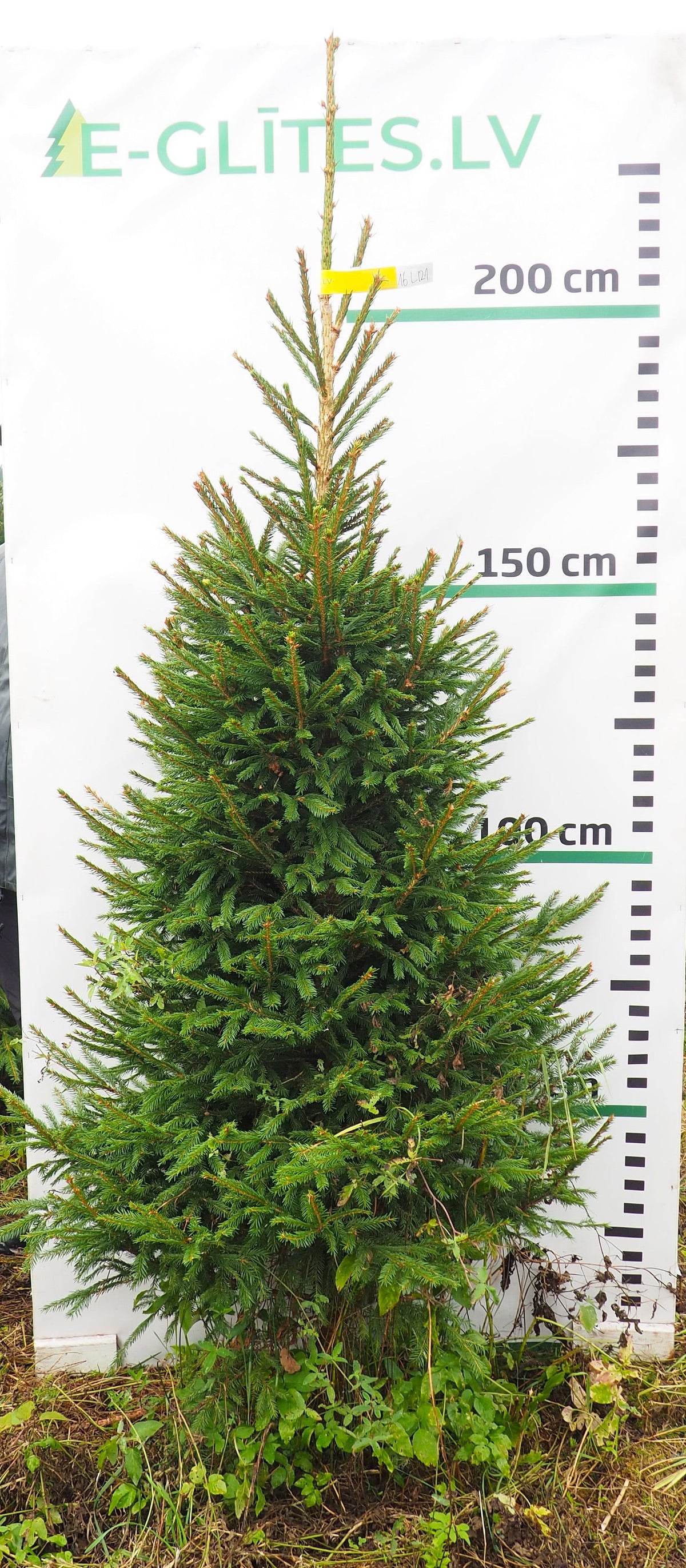 Egle 16L121