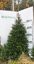 Egle 17B8, garums 3.50m