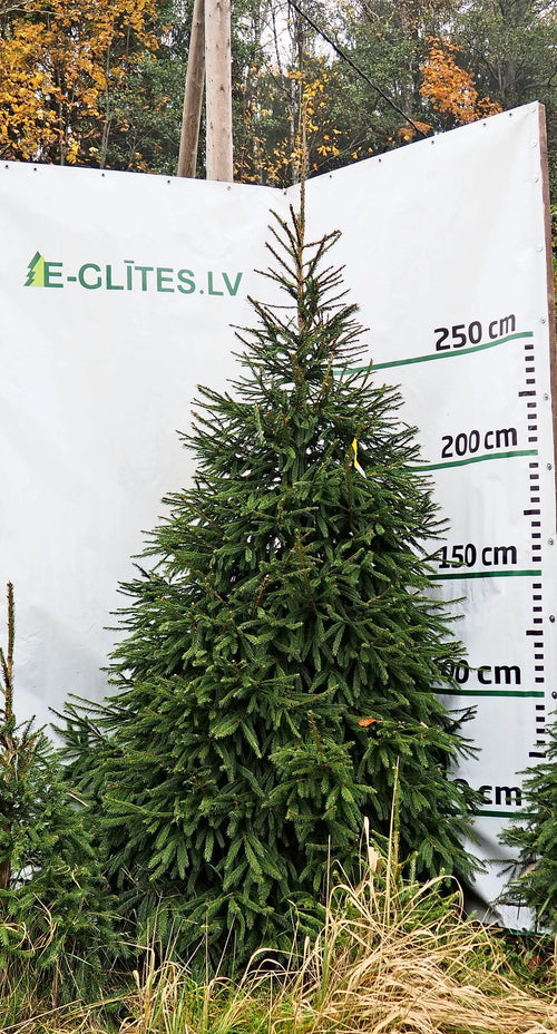 Egle 17B8, garums 3.50m