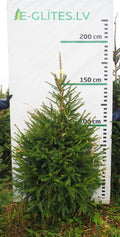 Egle 17K108, garums 1.75m