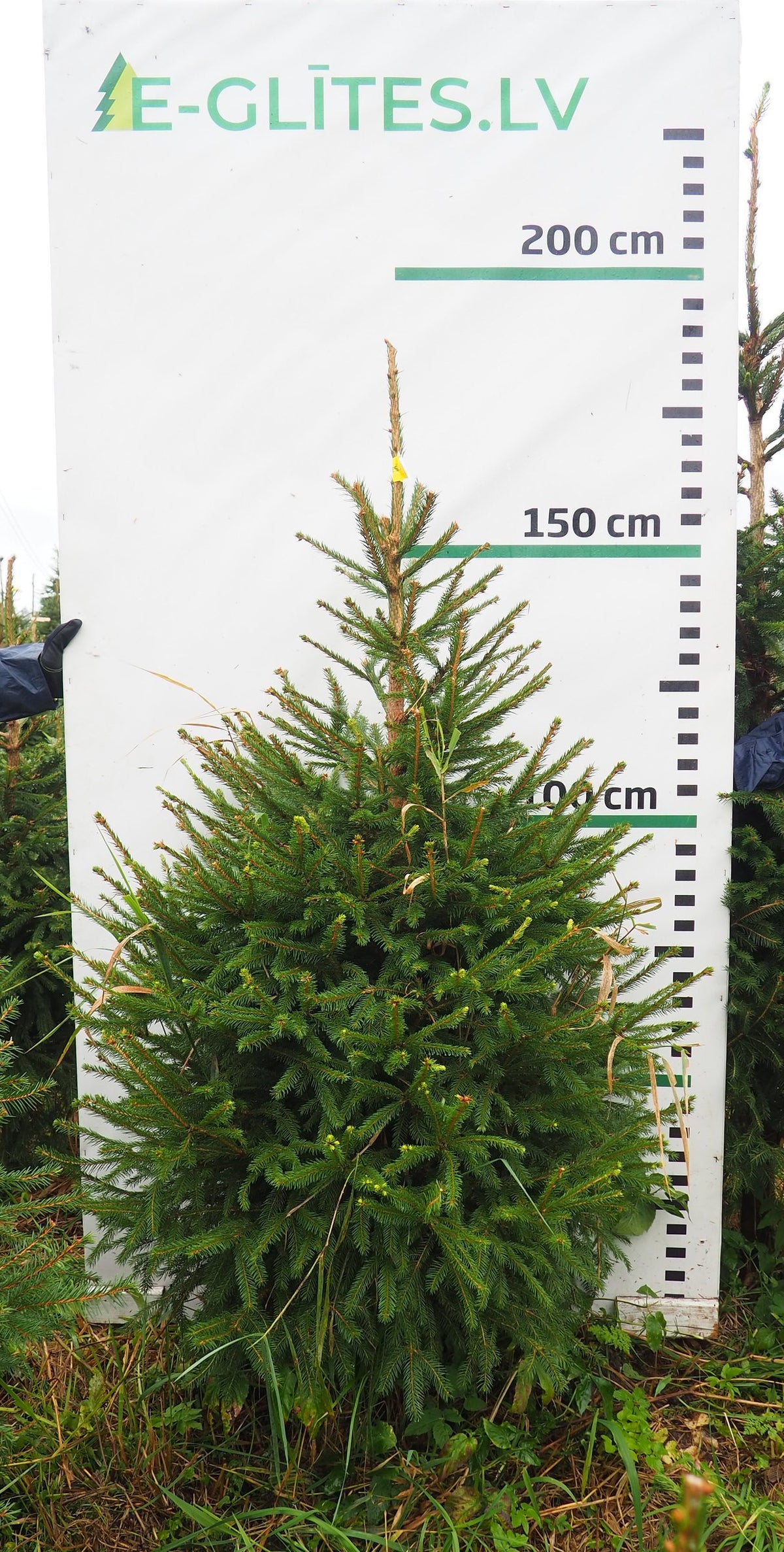 Egle 17K108, garums 1.75m