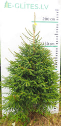 Egle 17L134