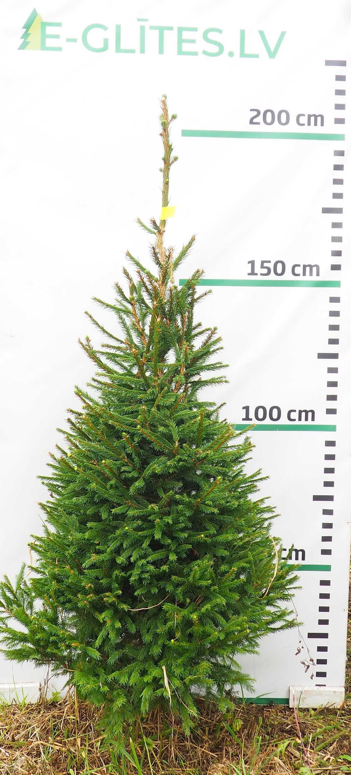 Egle 17L139