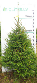 Egle 17L143