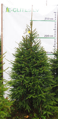 Egle 17L51, garums 2.50m