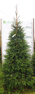 Egle 17L52, garums 3.00m