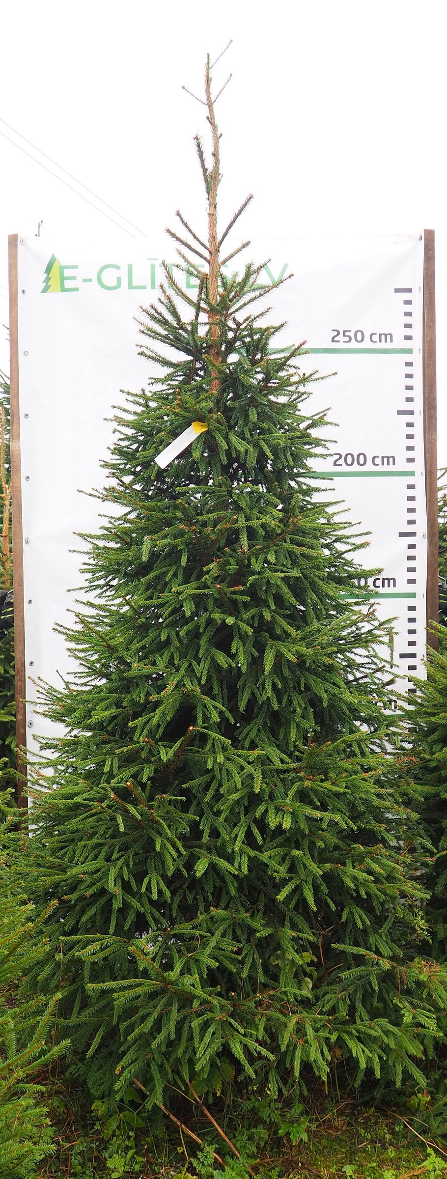 Egle 17L52, garums 3.00m