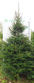 Egle 18L129