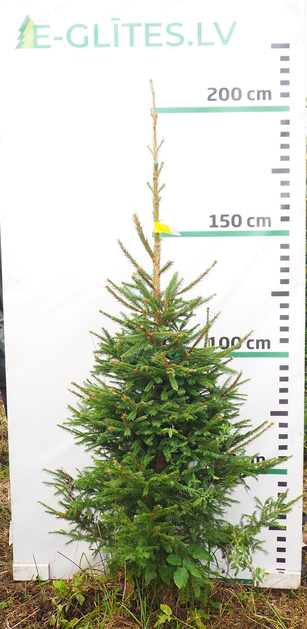 Egle 18L141