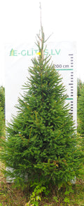 Egle 18L148