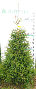 Egle 18L151