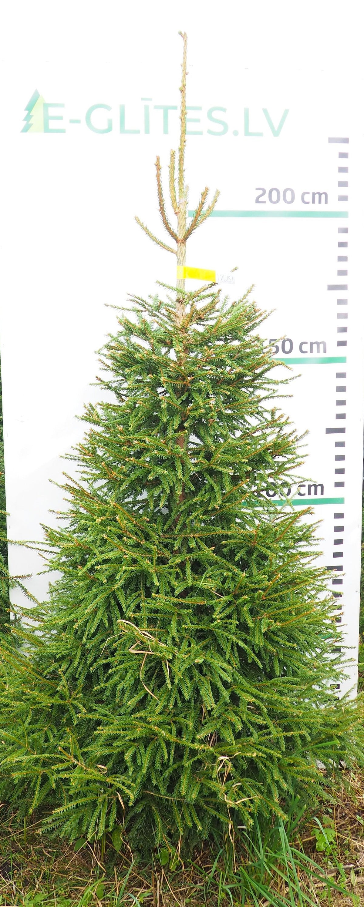 Egle 18L151