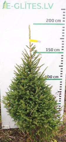 Egle 18L207