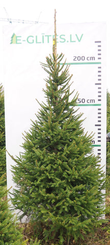 Egle 18L211